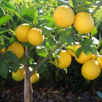 Lemon Plants