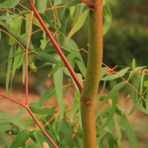 Eucalyptus
