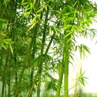 Bamboo Plants