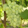 Grapes Plant