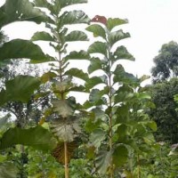 sagwan plant