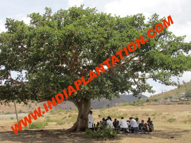 Bamboo-Tower-6-640x480 copy